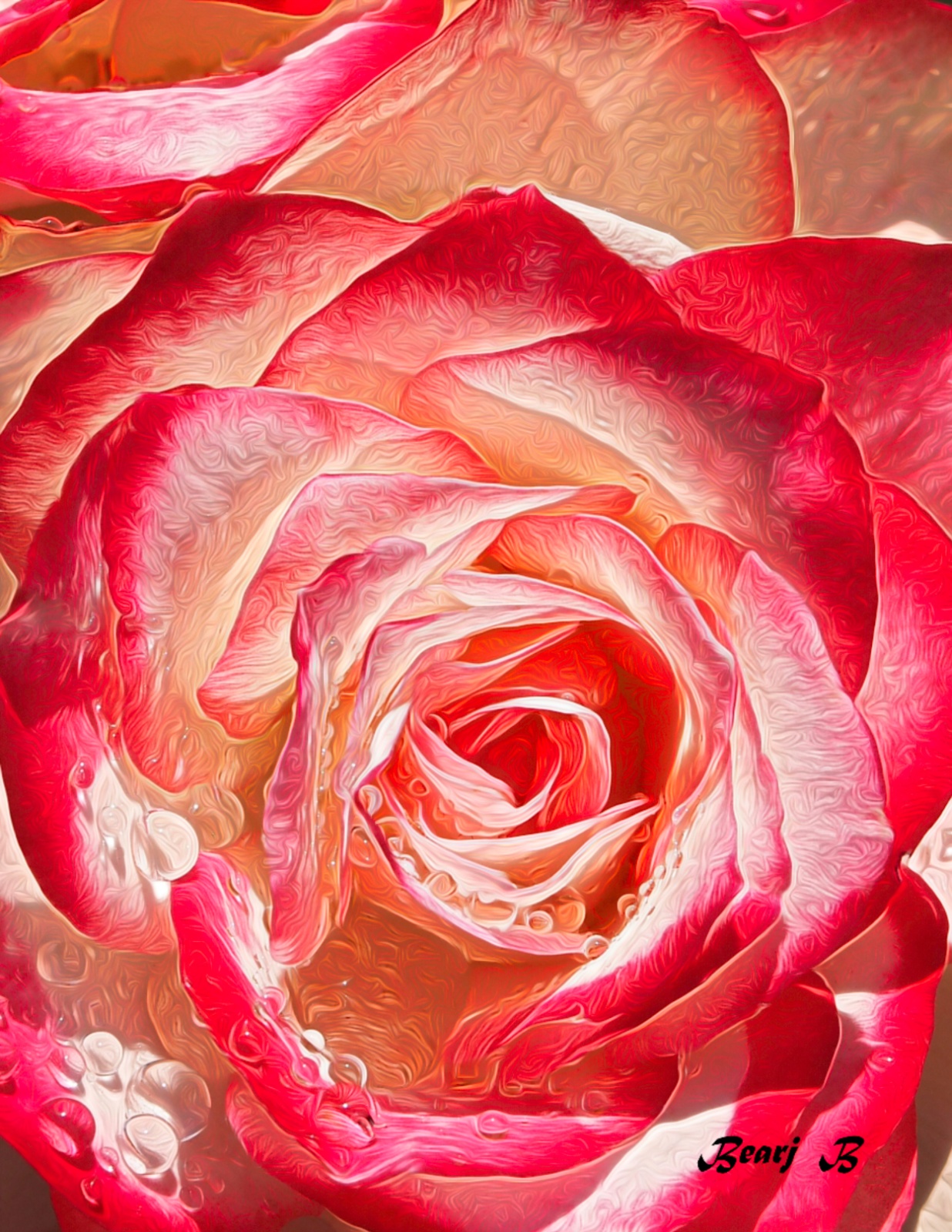 Pink and White Rose